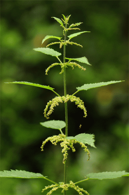 Nettle, Fen