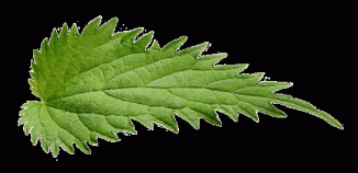 Nettle, Fen