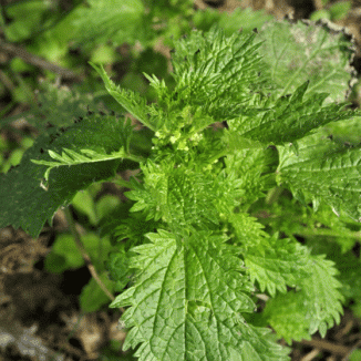 Nettle, Small