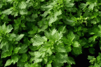 Nettle, Small