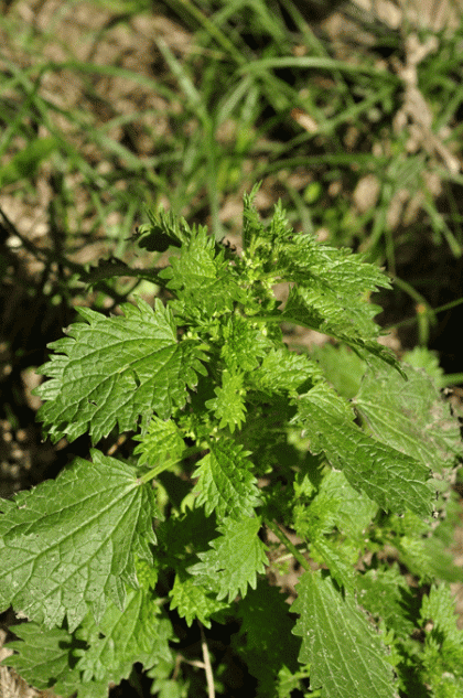 Nettle, Small