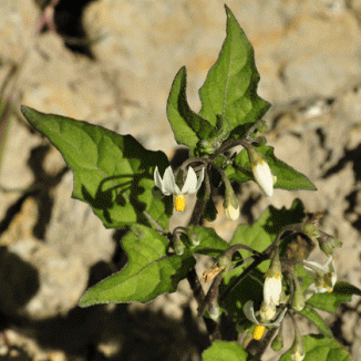 Nightshade, Black