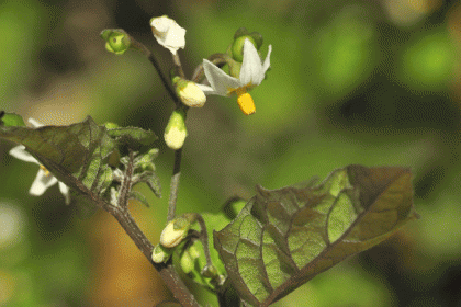 Nightshade, Black