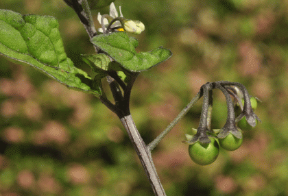 Nightshade, Black