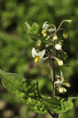 Nightshade, Black