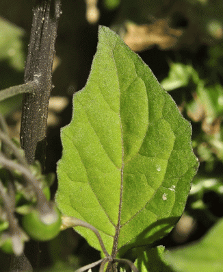 Nightshade, Black