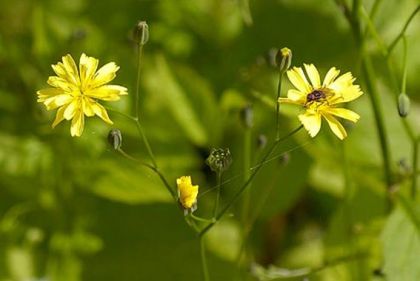 Nipplewort