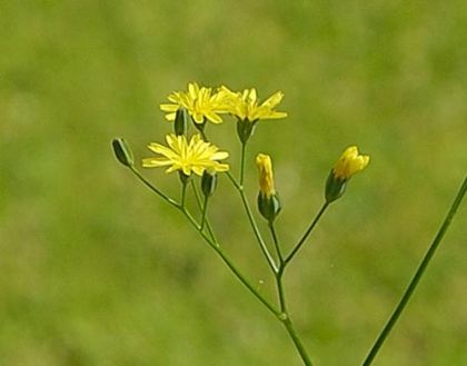 Nipplewort
