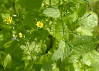 Nipplewort