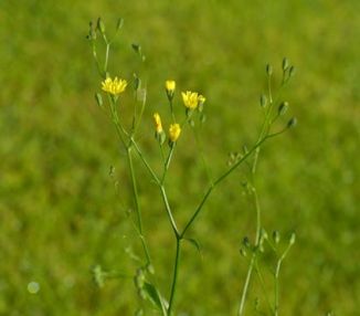 Nipplewort