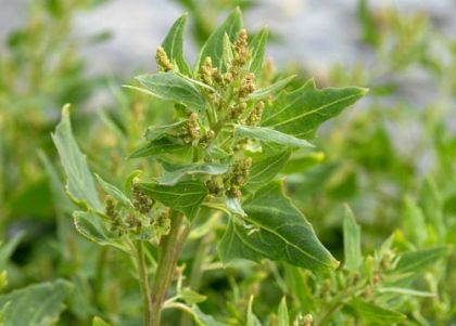 Orache, Spear-leaved
