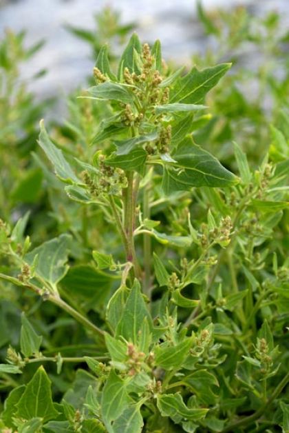 Orache, Spear-leaved