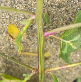 Orache, Spear-leaved