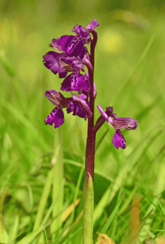 Orchid, Green-winged