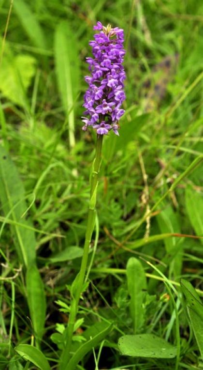 Orchid, Fragrant