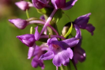 Orchid, Fragrant