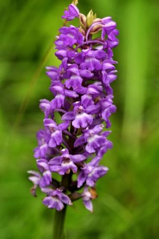 Orchid, Fragrant