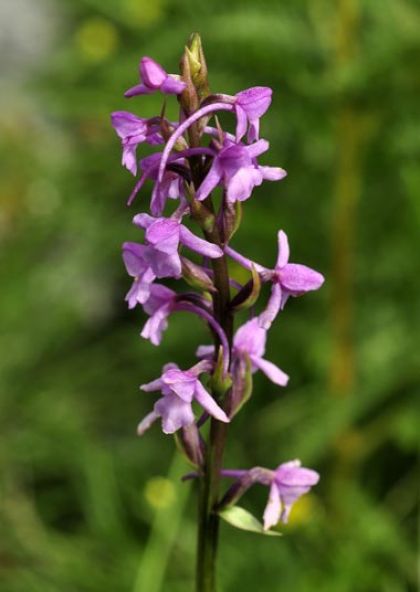 Orchid, Heath Fragrant