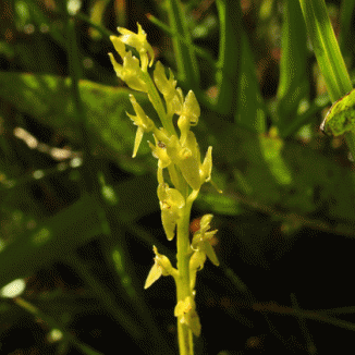 Orchid, Bog