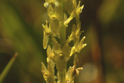 Orchid, Bog