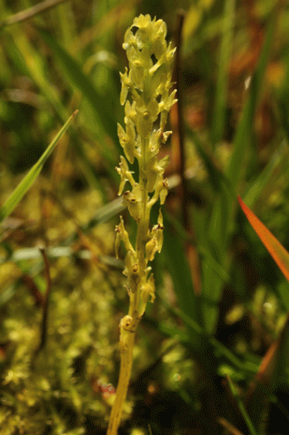 Orchid, Bog
