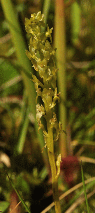 Orchid, Bog