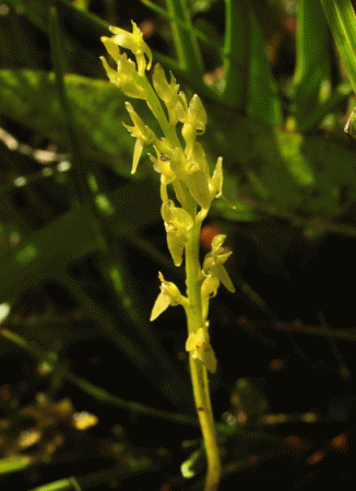 Orchid, Bog