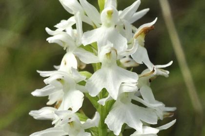 Spotted-orchid, O'Kelly's
