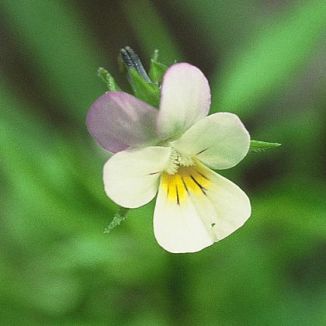 Pansy, Field