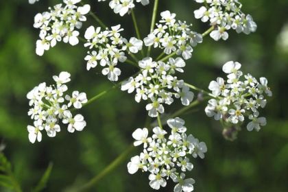Parsley, Cow