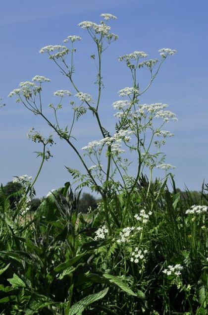 Parsley, Cow