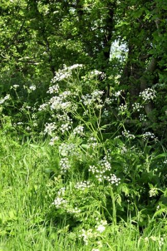 Parsley, Cow