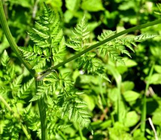 Parsley, Cow