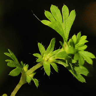 Parsley-piert, Slender