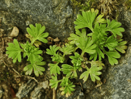 Parsley-piert, Slender