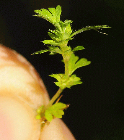 Parsley-piert, Slender