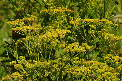 Wildflower Parsnip, Wild Irish Wild Flora Wildflowers of Ireland