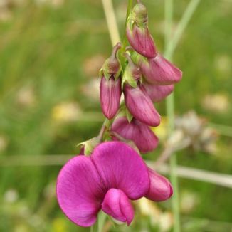 Everlasting-pea, Broad-leaved 
