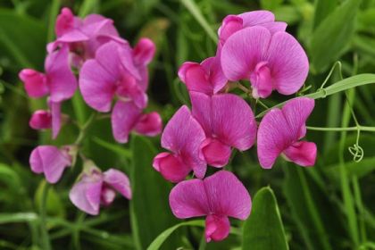 Perennial Sweet Peas (100 Seeds) - Mix,Known As