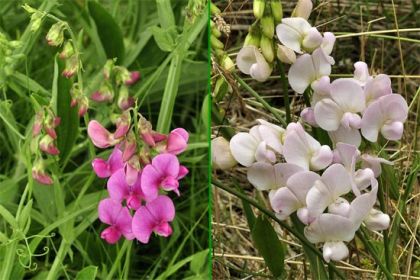 Everlasting-pea, Broad-leaved 