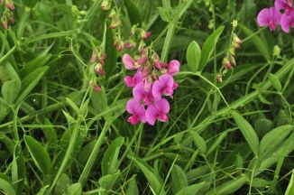 Everlasting-pea, Broad-leaved 