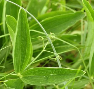 Everlasting-pea, Broad-leaved 