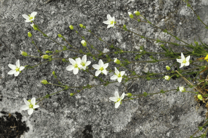 Pearlwort, Knotted