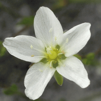 Pearlwort, Knotted