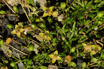 Pearlwort, Sea