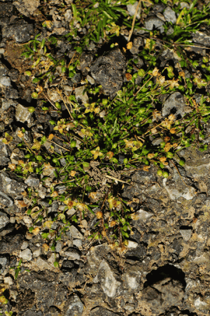 Pearlwort, Sea
