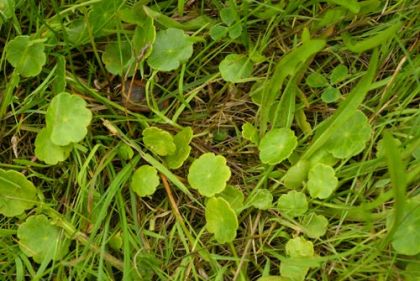 Pennywort, Marsh