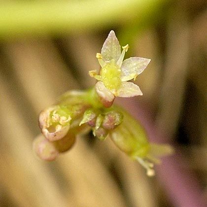 Pennywort, Marsh