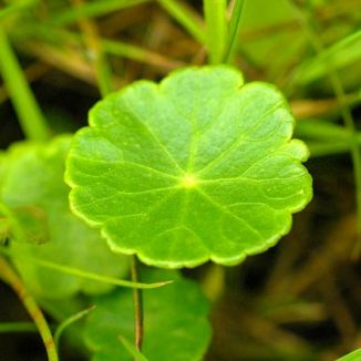 Pennywort, Marsh