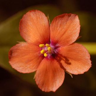 Pimpernel, Scarlet
